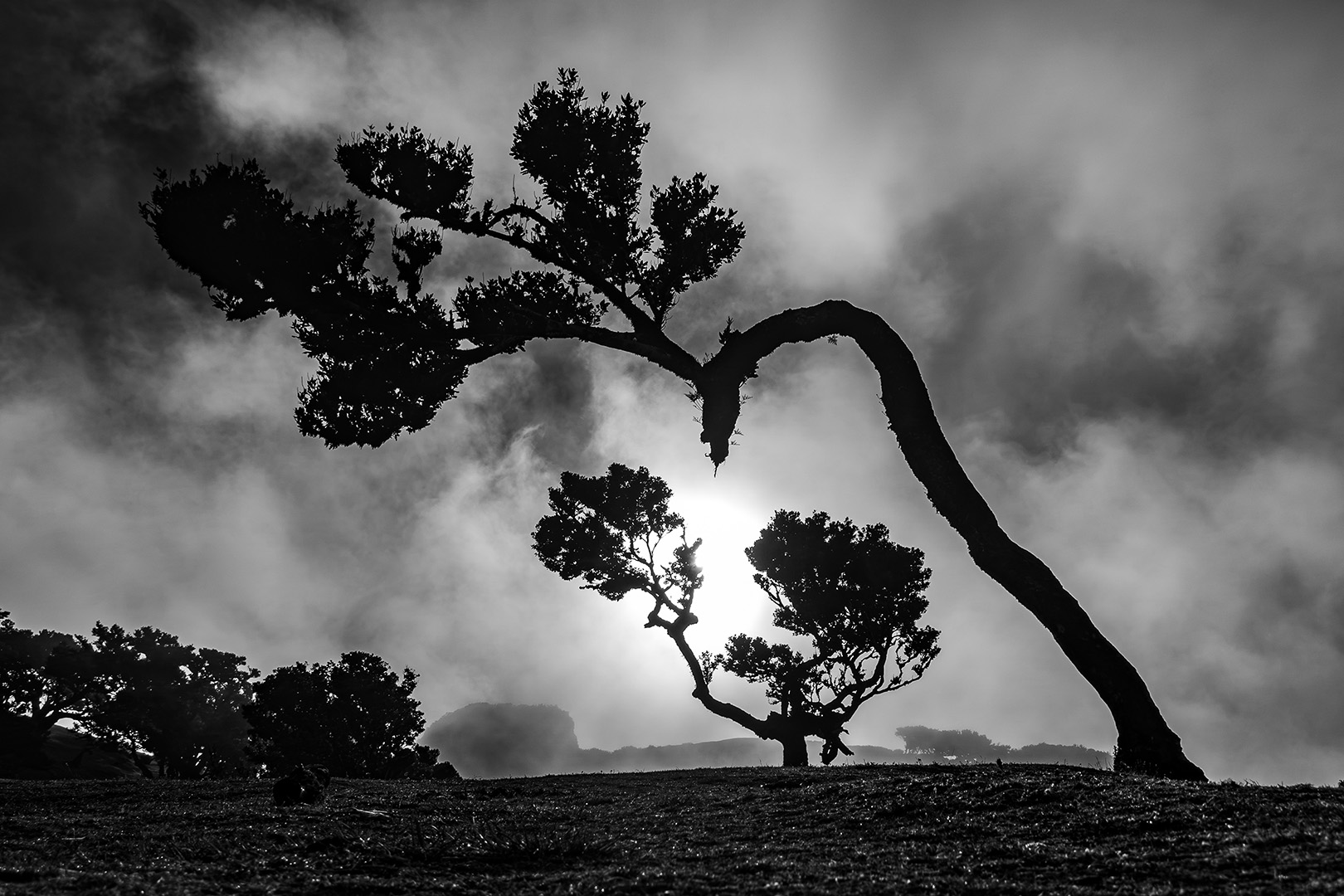 Guardians of the Mist